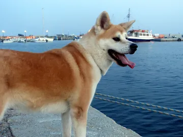 秋田犬の写真