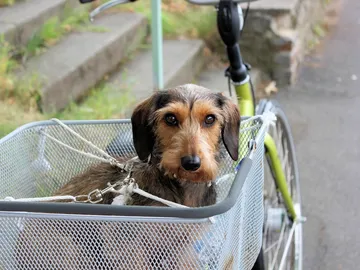 カニンヘン・ダックスフンドの写真